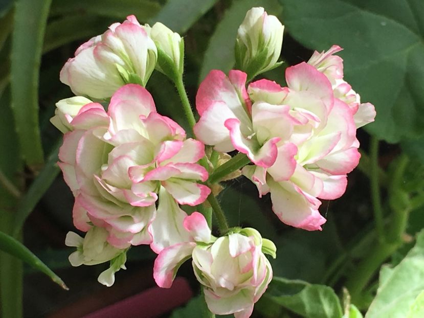  - Appleblossom Rosebud