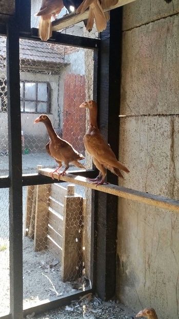 IMG-20170917-WA0020 - carieri 2017