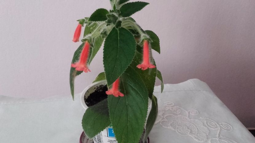 20170814_161810[1] - Kohlerii