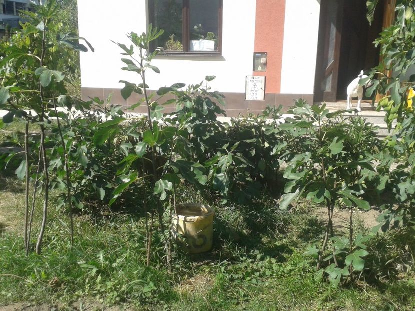 Mini-livada de smochini nr. 1 - Și la Suceava se coc smochinele