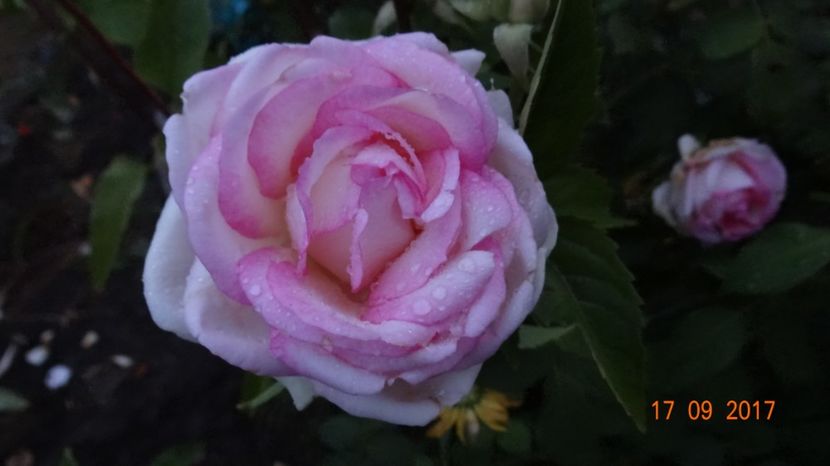  - Biedermeyer Garden