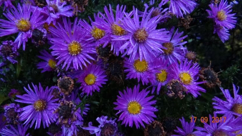 aster - Nostalgii de toamna