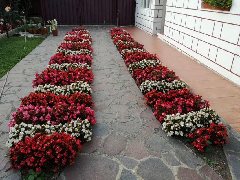  - Begonii de grădină 2017