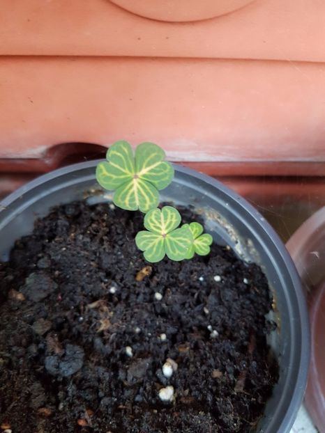  - OXALIS 2017