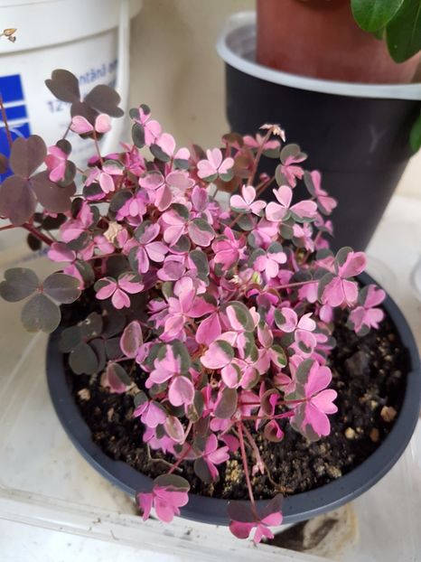  - OXALIS 2017