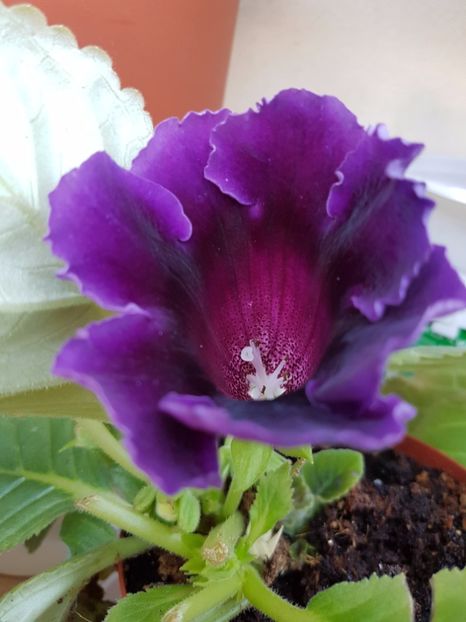  - GLOXINIA 2017