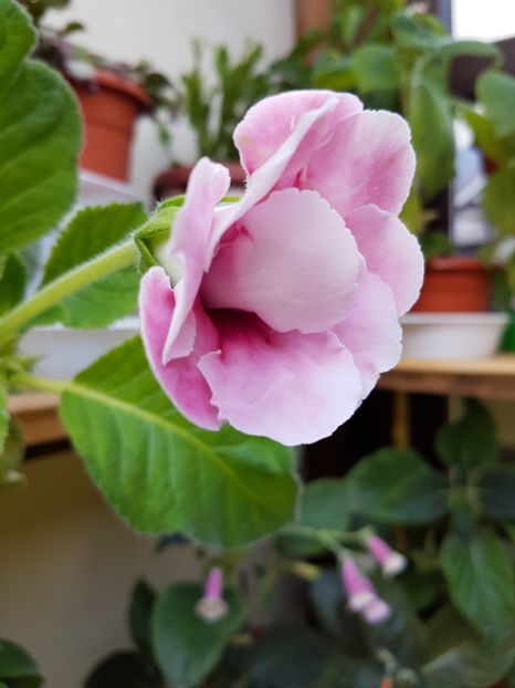  - GLOXINIA 2017