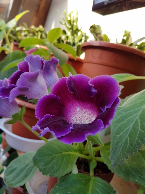  - GLOXINIA 2017