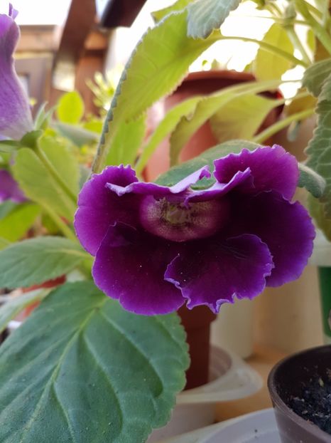  - GLOXINIA 2017