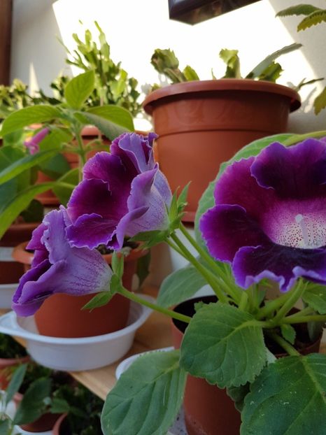  - GLOXINIA 2017