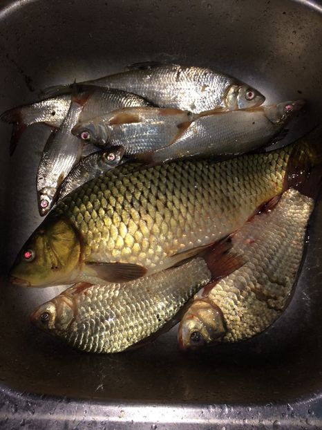 17-09-2017-Padureni - 11-Alt hobby