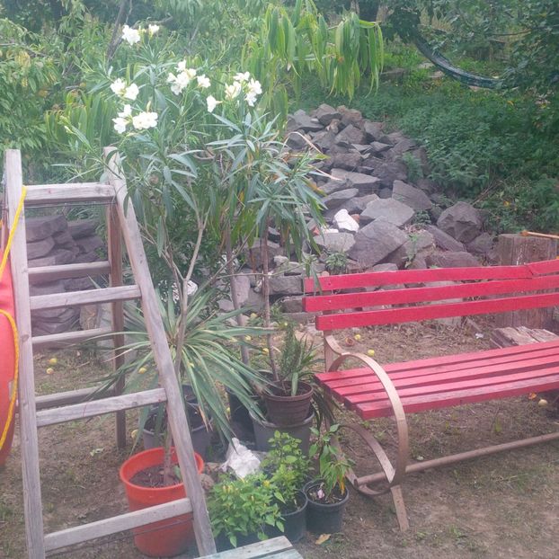  - gradina septembrie 2017