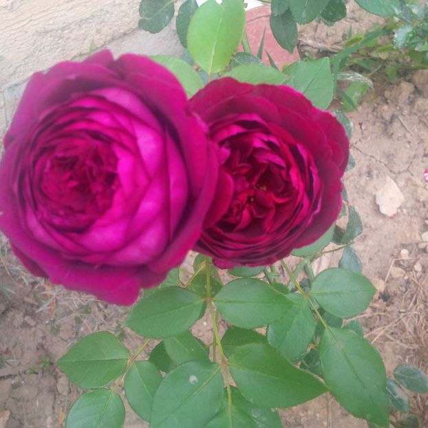  - gradina septembrie 2017