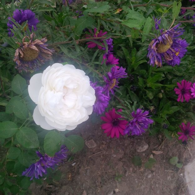  - gradina septembrie 2017