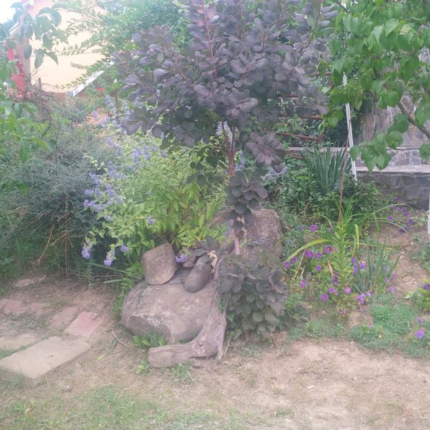  - gradina septembrie 2017