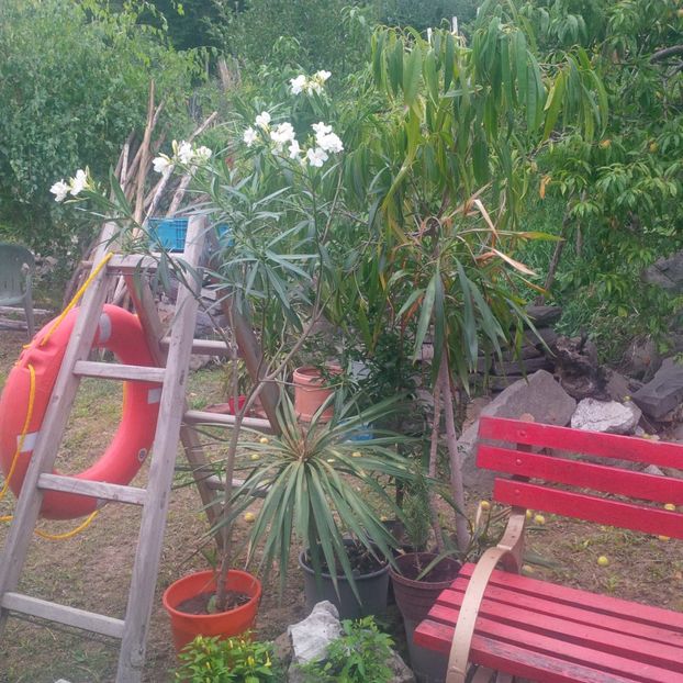  - gradina septembrie 2017