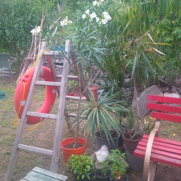  - gradina septembrie 2017