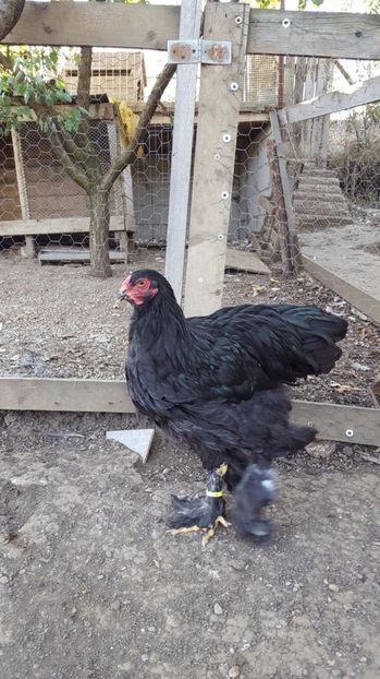 IMG-20170914-WA0006 - Brahma negru 2018