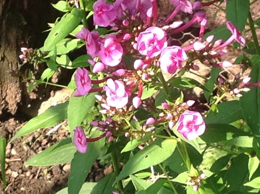  - Phlox