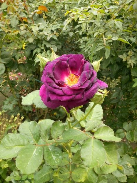 minerva - 0 TRANDAFIRI 2017