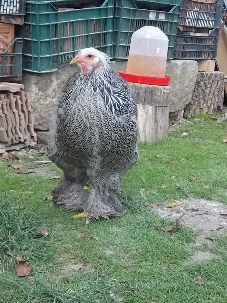  - Tineret pentru 2018