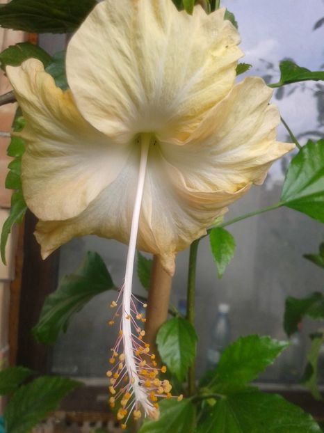 Cream lady 18.09.2017 - Cream Lady