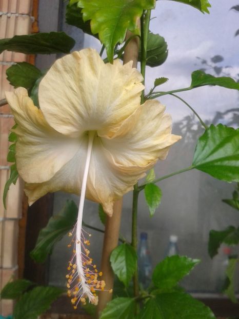 Cream lady - Cream Lady