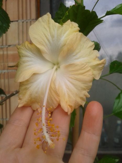 Cream lady - Cream Lady