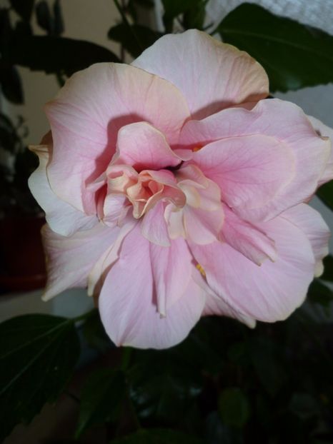  - 0 Zambetul florilor continua