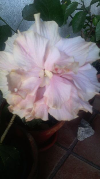  - HIBISCUS-2017