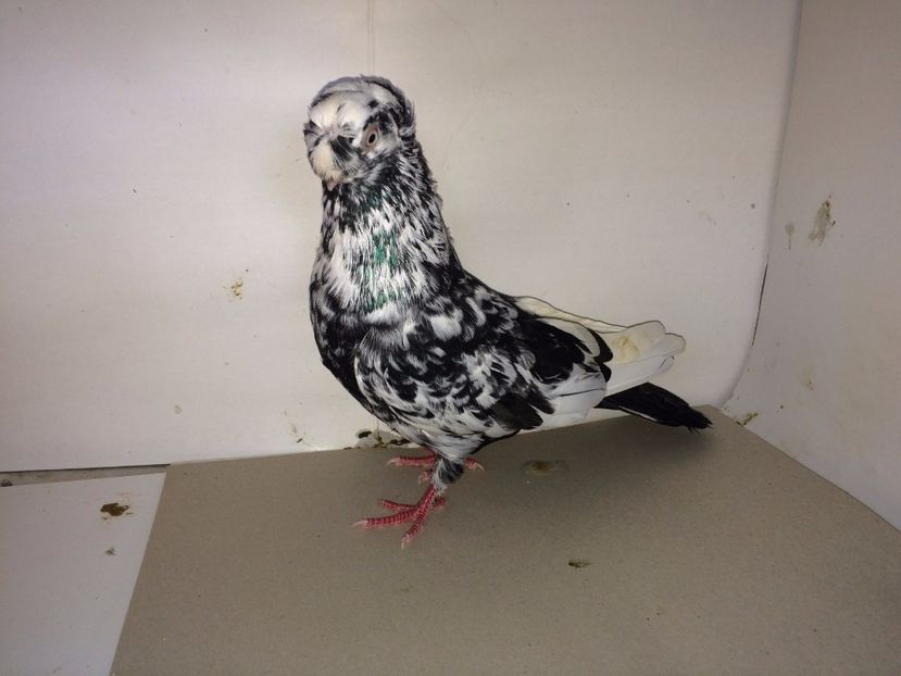 9010  mascul  2017_1 - pui 2017 BM