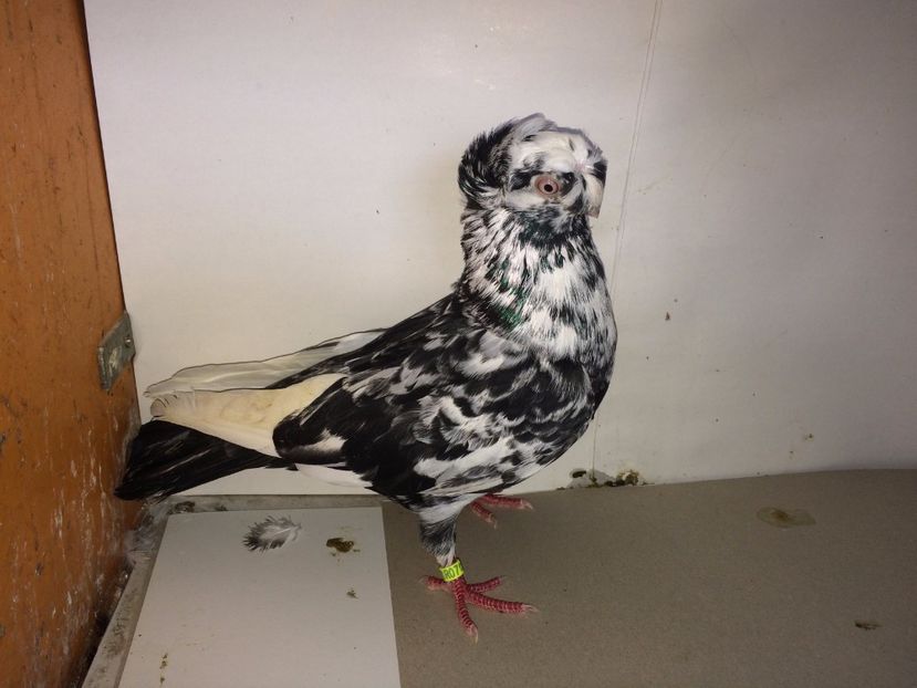 9010  mascul  2017_3 - pui 2017 BM