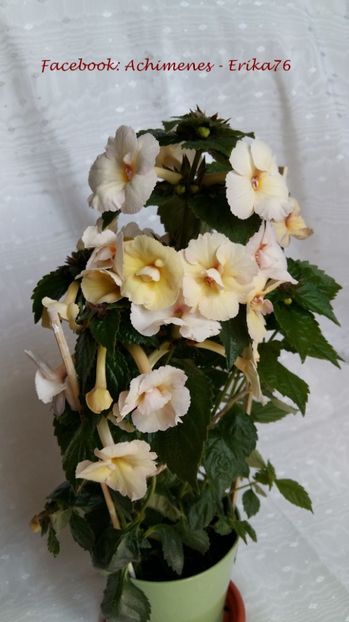  - Blueberry Lemon - L RENUNTAT