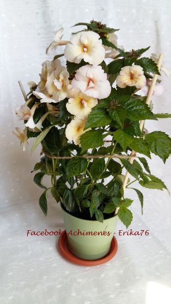  - Blueberry Lemon - L RENUNTAT