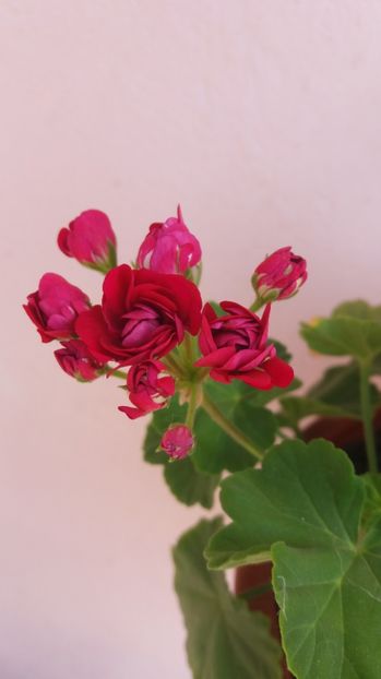  - Muscata trandafir zonală