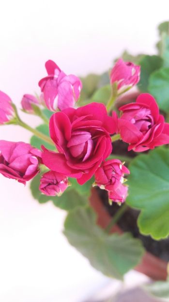  - Muscata trandafir zonală