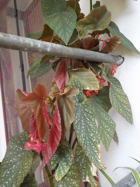  - begonia lucernae