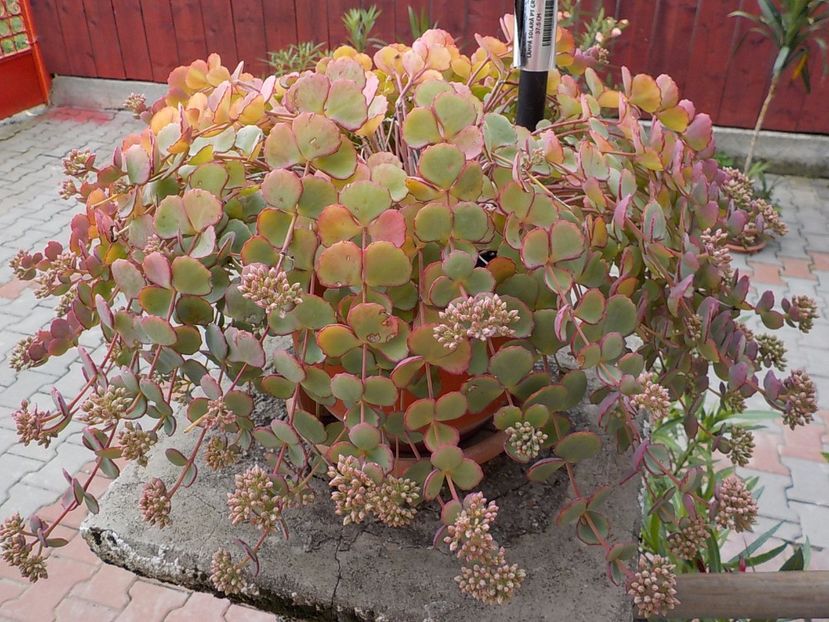  - sedum sieboldii