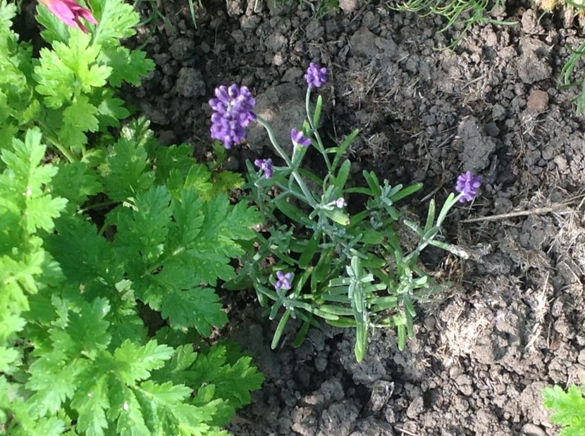  - Lavanda răsaduri anul 1