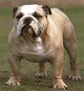 03bulldog%20englez%20(11) - cateiiii