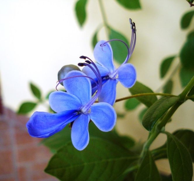 clero ugandese, floarea - pui de clerodendron