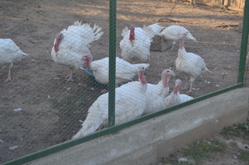  - De vanzare curci albe in carcasa 18 ron kg 0745042638