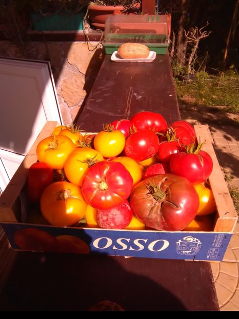 17.09.2017 - u-Abutilio-strelitzia-cactus----flori personale