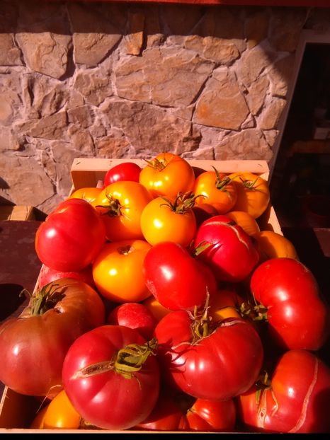  - u-Abutilio-strelitzia-cactus----flori personale