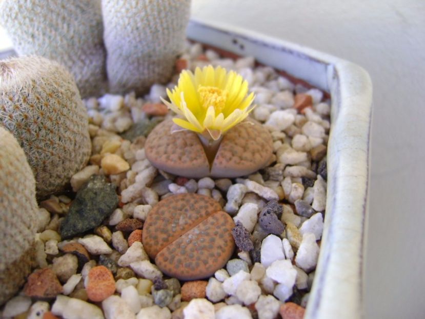 Lithops fulviceps - Suculente 2017