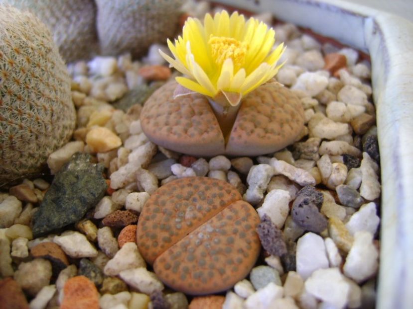 Lithops fulviceps - Suculente 2017