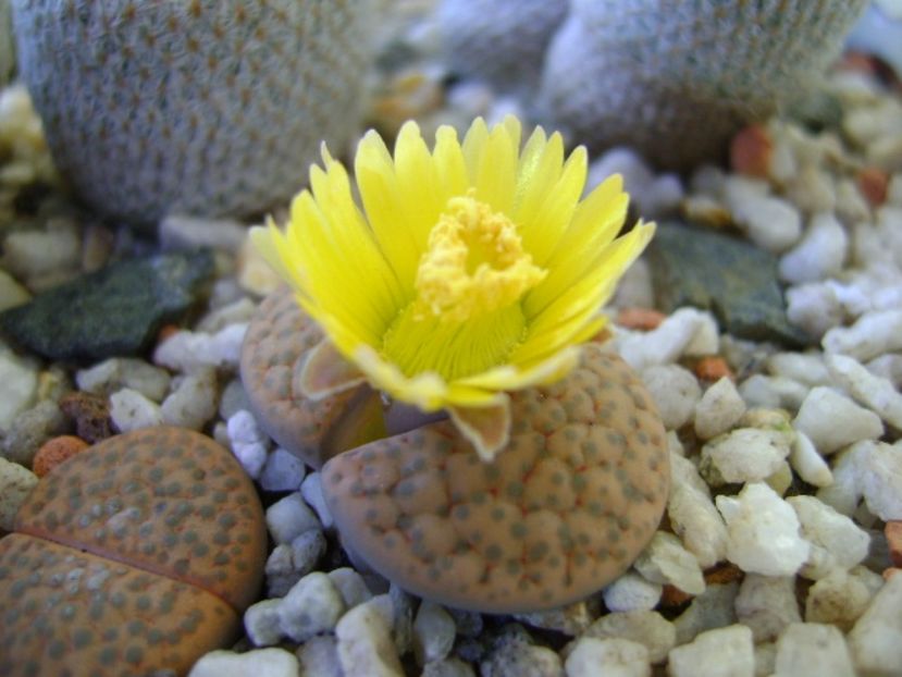 Lithops fulviceps - Suculente 2017