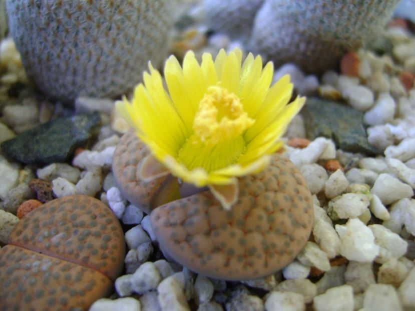 Lithops fulviceps - Suculente 2017