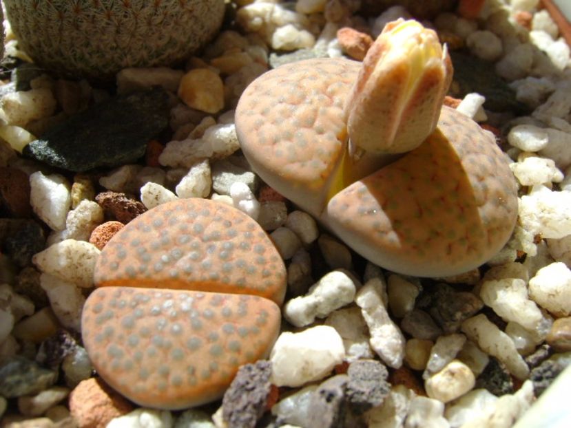 Lithops fulviceps - Suculente 2017