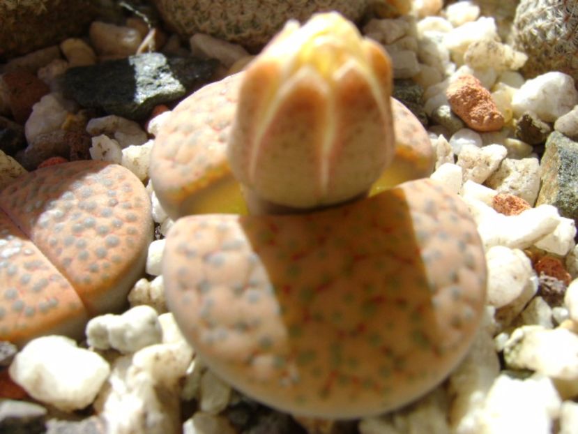 Lithops fulviceps - Suculente 2017
